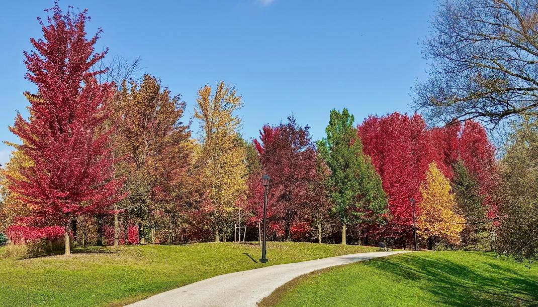 Newmarket Fall - Tom Taylor Trail
