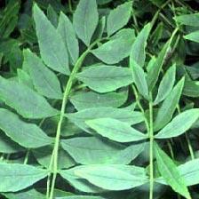 Ash tree leaves against a dark background.