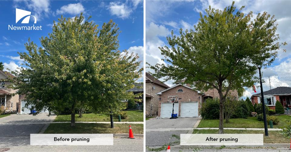 Tree before and after pruning, set against suburban street.
