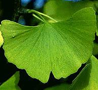 Ginko leaf with fan shape and bright green color.