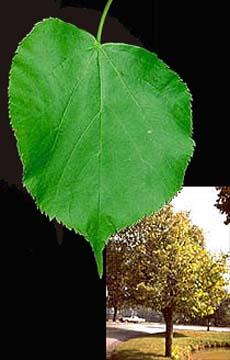 Littleleaf Linden leaf above a small tree in a park.