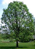 Tall green bur oak on grass under blue sky.