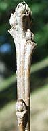 Bur oak twig with buds against a blurred green background.