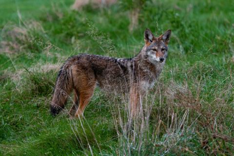Coyote in the grass