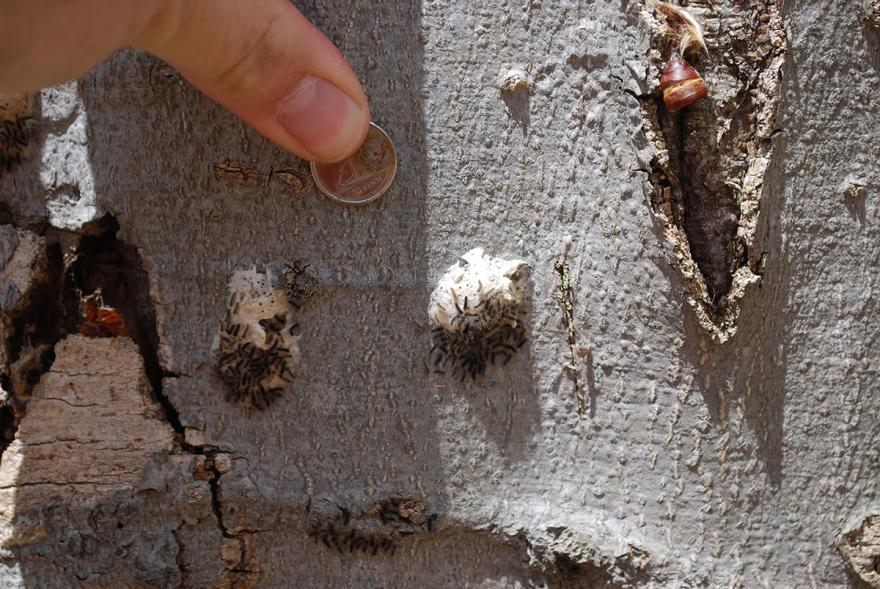 Hand holding a coin next to knots on a tree trunk.